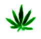   RastamAnka