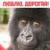   sfpalmoil